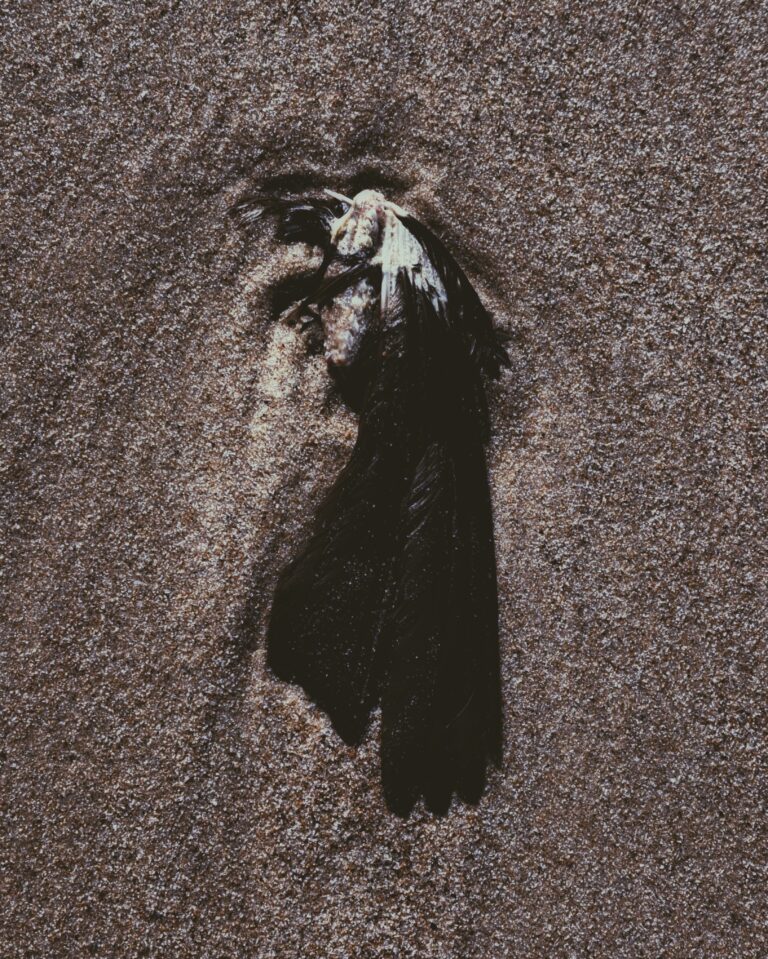 Presence - Birds III