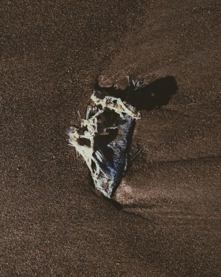 Presence - Fish II