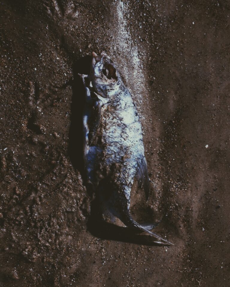 Presence - Fish I