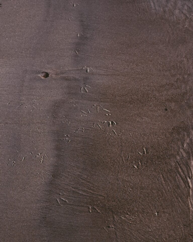Presence - Birds I