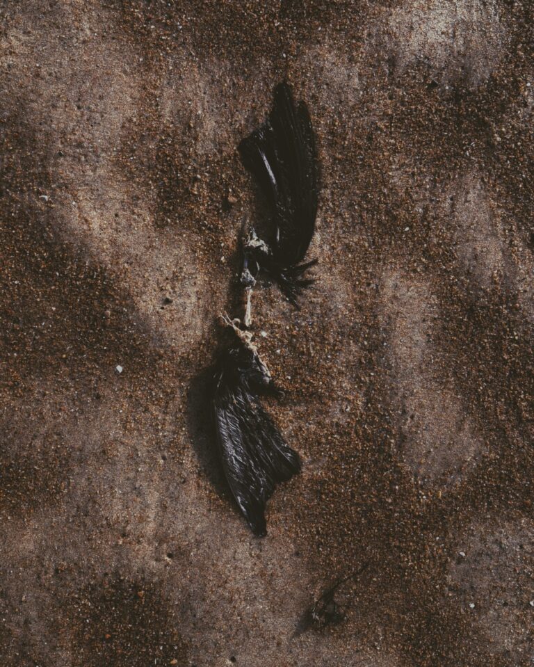 Presence - Birds II